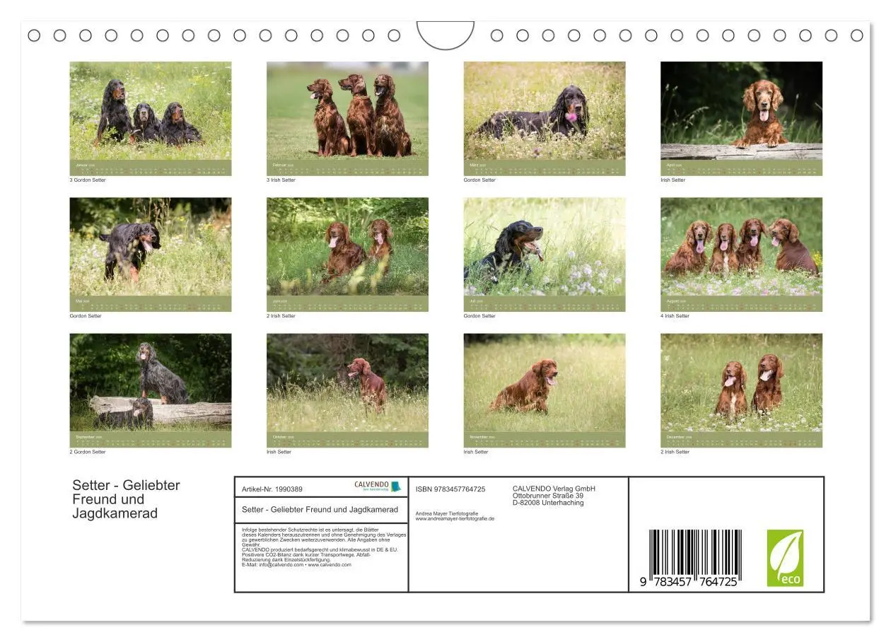 Bild: 9783457764725 | Setter - Geliebter Freund und Jagdkamerad (Wandkalender 2026 DIN A4...