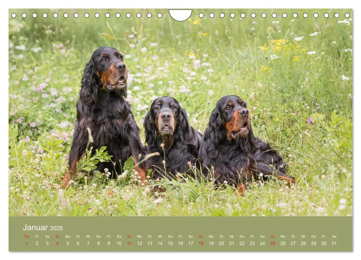Bild: 9783457764725 | Setter - Geliebter Freund und Jagdkamerad (Wandkalender 2026 DIN A4...