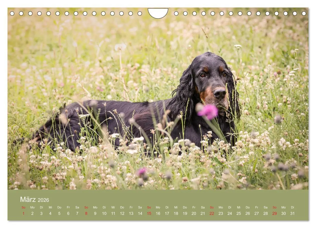 Bild: 9783457764725 | Setter - Geliebter Freund und Jagdkamerad (Wandkalender 2026 DIN A4...