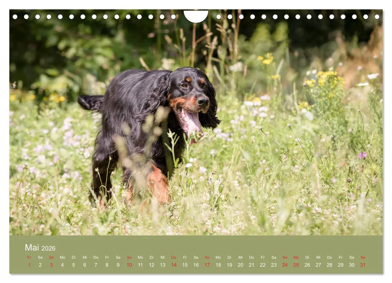 Bild: 9783457764725 | Setter - Geliebter Freund und Jagdkamerad (Wandkalender 2026 DIN A4...