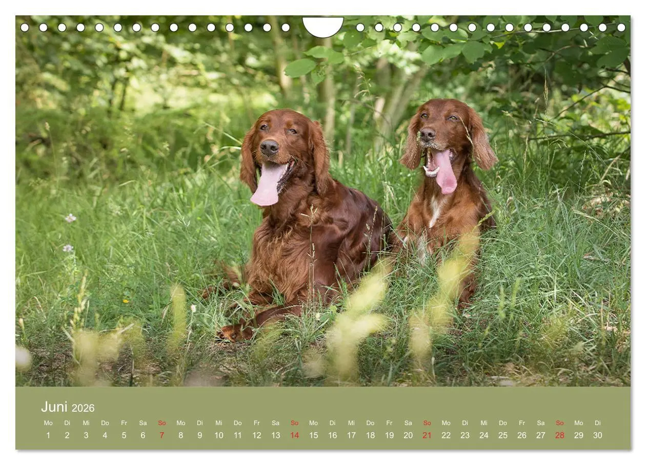 Bild: 9783457764725 | Setter - Geliebter Freund und Jagdkamerad (Wandkalender 2026 DIN A4...