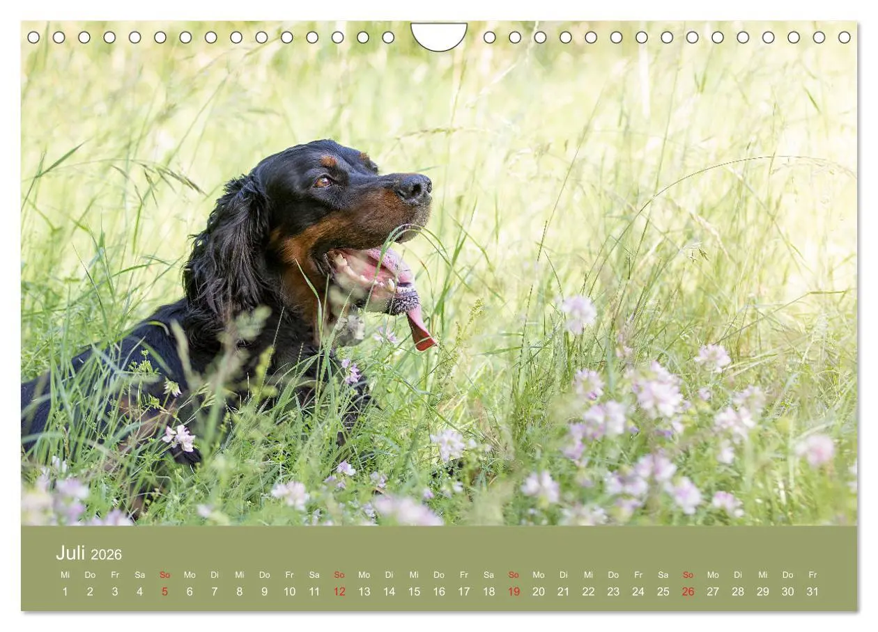Bild: 9783457764725 | Setter - Geliebter Freund und Jagdkamerad (Wandkalender 2026 DIN A4...
