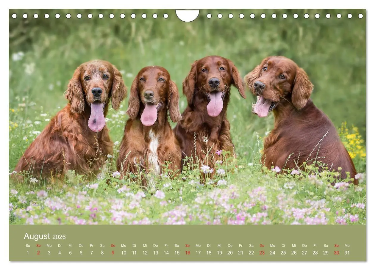 Bild: 9783457764725 | Setter - Geliebter Freund und Jagdkamerad (Wandkalender 2026 DIN A4...