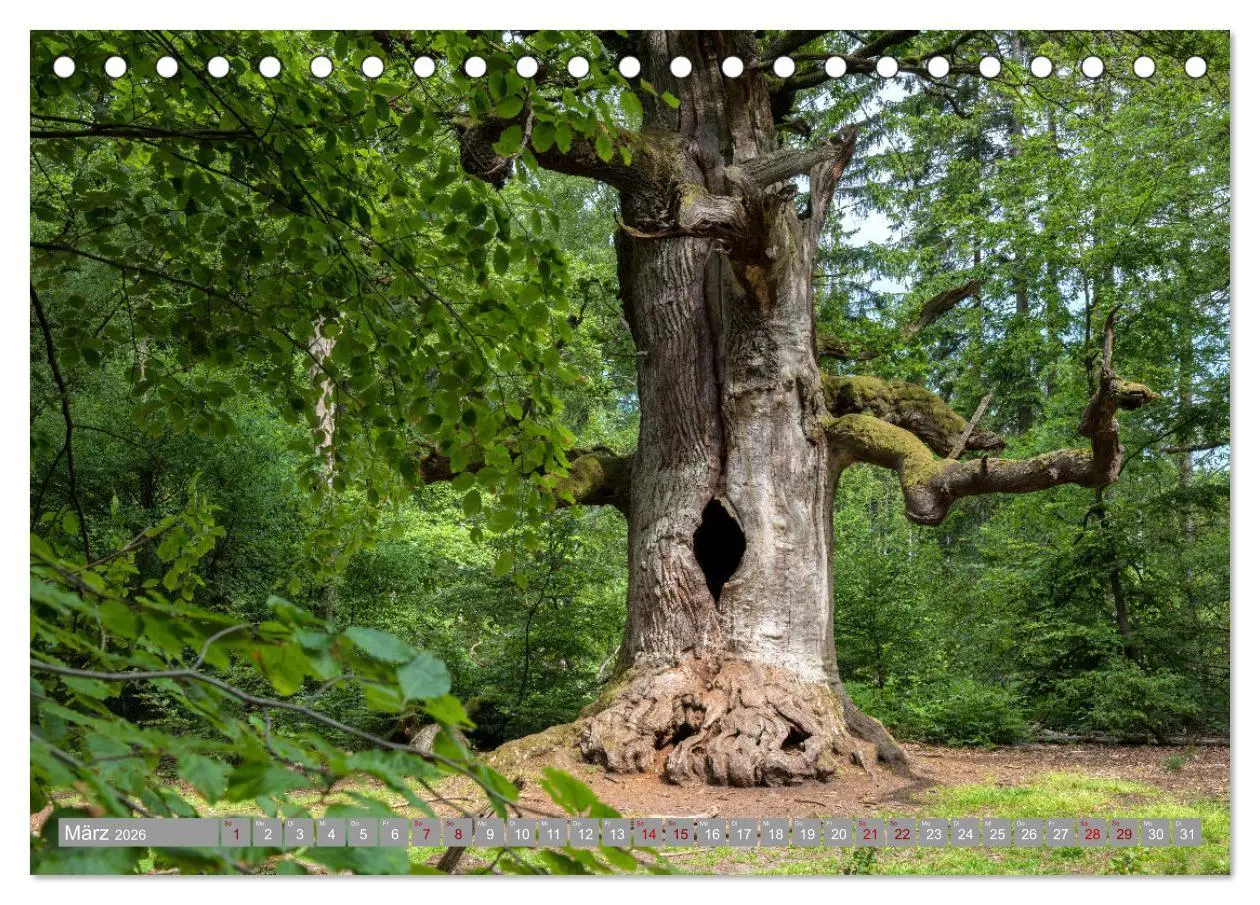 Bild: 9783457635025 | WESERBERGLAND - Land der stillen Schönheit (Tischkalender 2026 DIN...