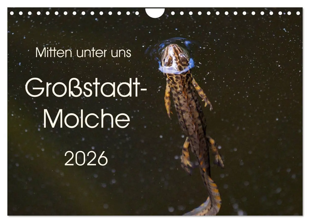 Cover: 9783457875025 | Mitten unter uns - Großstadt-Molche (Wandkalender 2026 DIN A4...