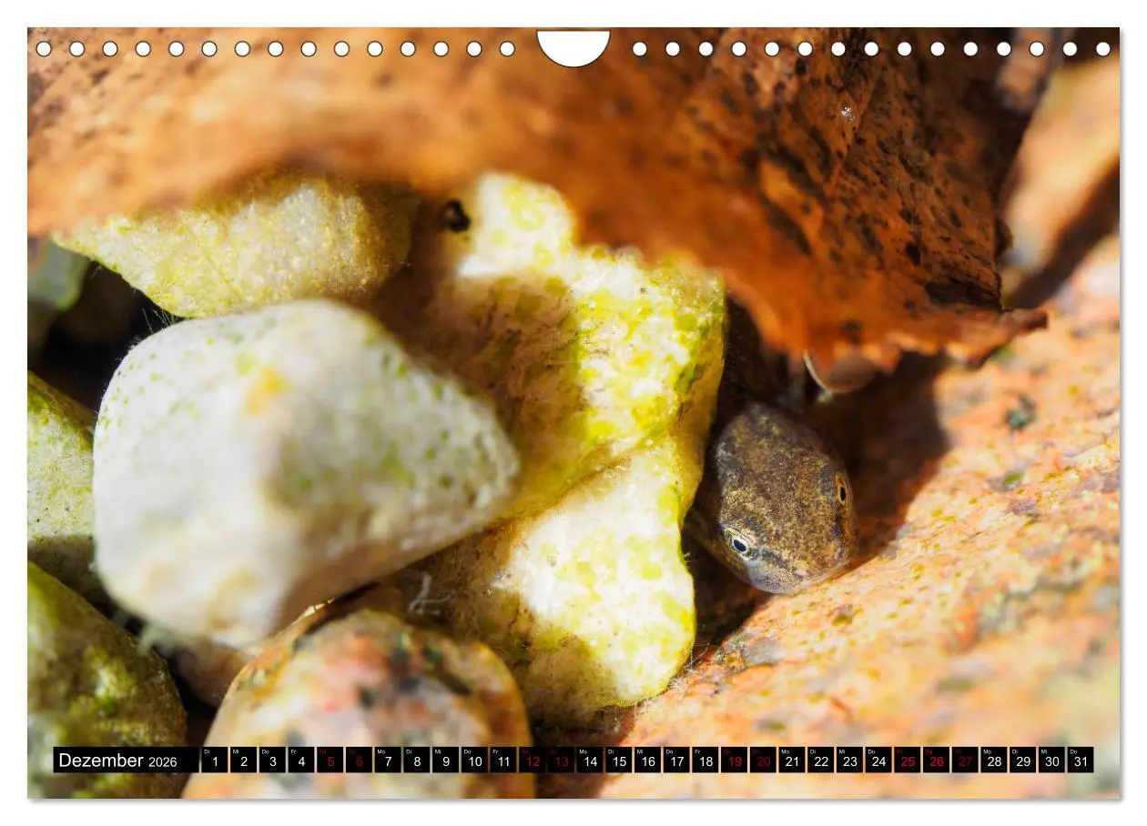 Bild: 9783457875025 | Mitten unter uns - Großstadt-Molche (Wandkalender 2026 DIN A4...