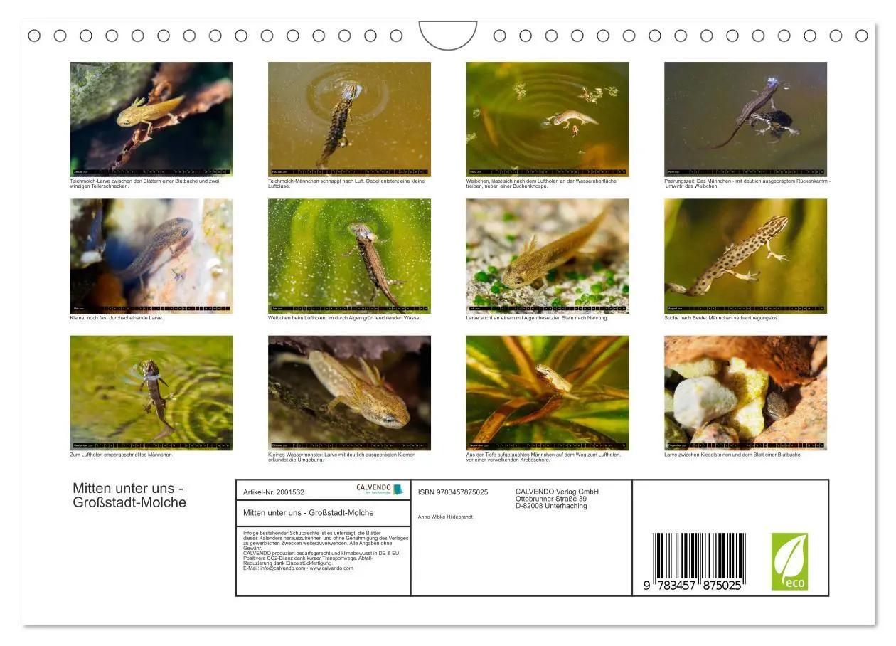Bild: 9783457875025 | Mitten unter uns - Großstadt-Molche (Wandkalender 2026 DIN A4...