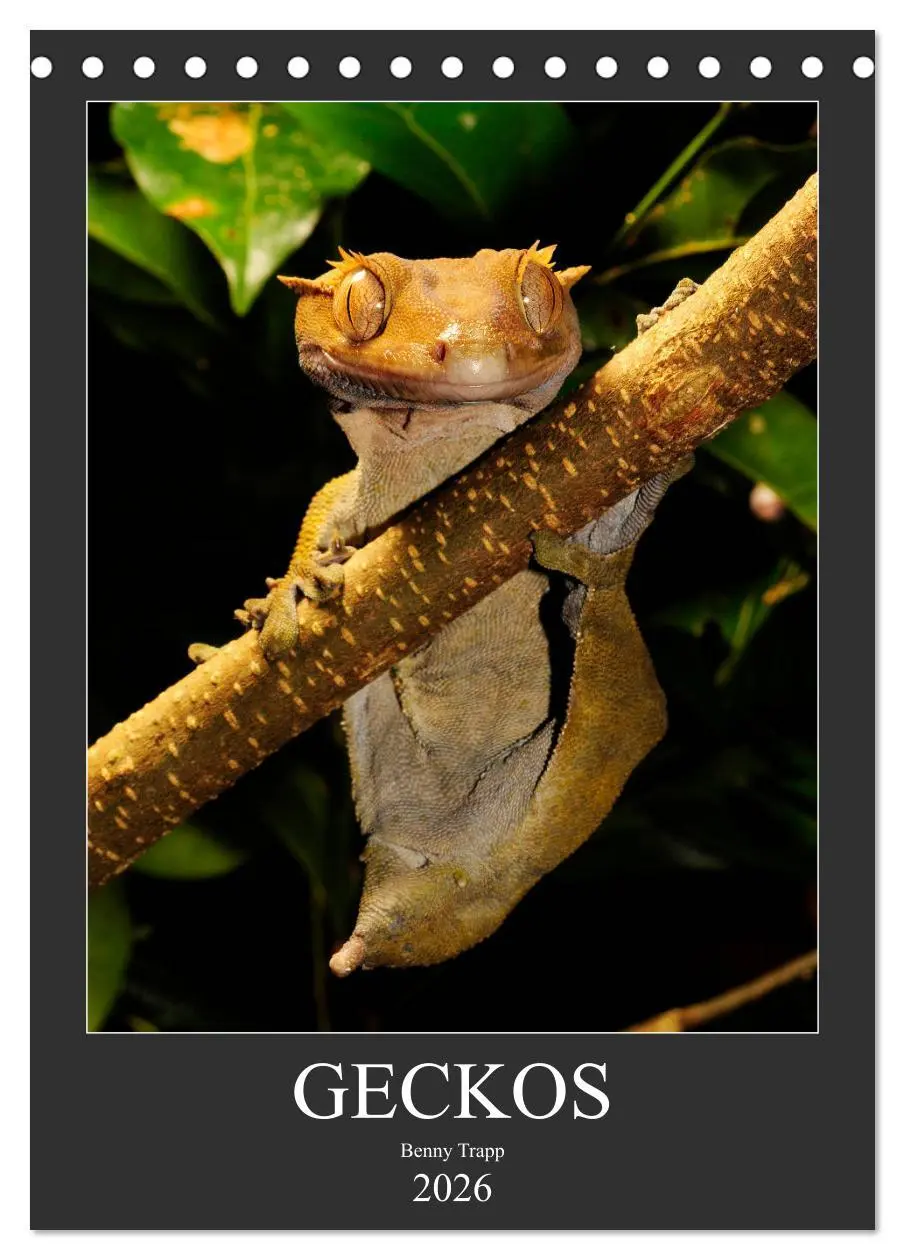 Cover: 9783516415025 | GECKOS (Tischkalender 2026 DIN A5 hoch), CALVENDO Monatskalender