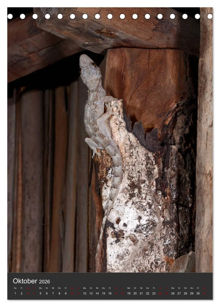 Bild: 9783516415025 | GECKOS (Tischkalender 2026 DIN A5 hoch), CALVENDO Monatskalender