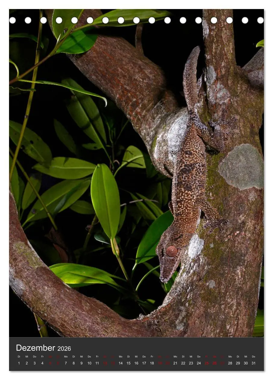 Bild: 9783516415025 | GECKOS (Tischkalender 2026 DIN A5 hoch), CALVENDO Monatskalender