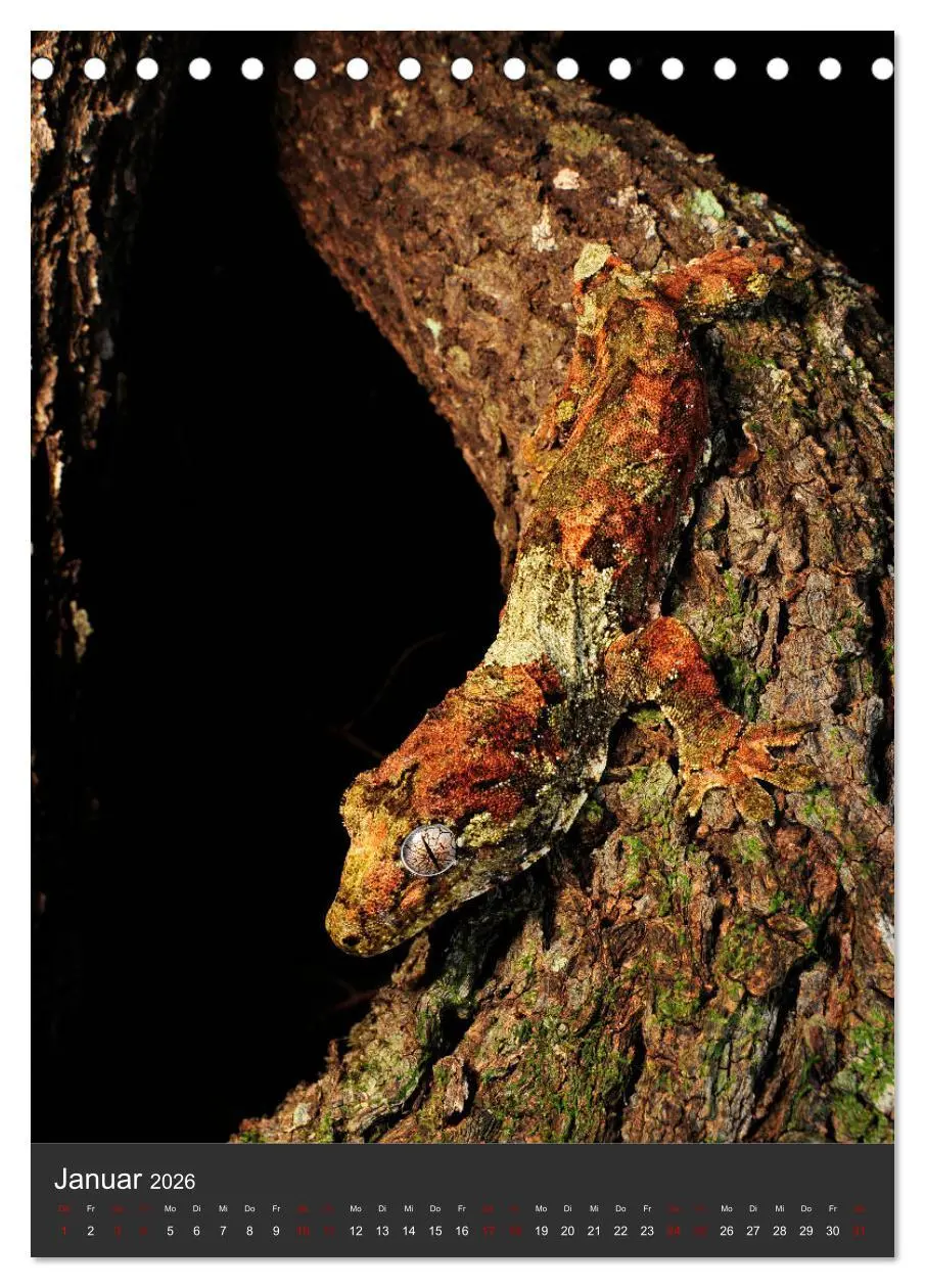 Bild: 9783516415025 | GECKOS (Tischkalender 2026 DIN A5 hoch), CALVENDO Monatskalender