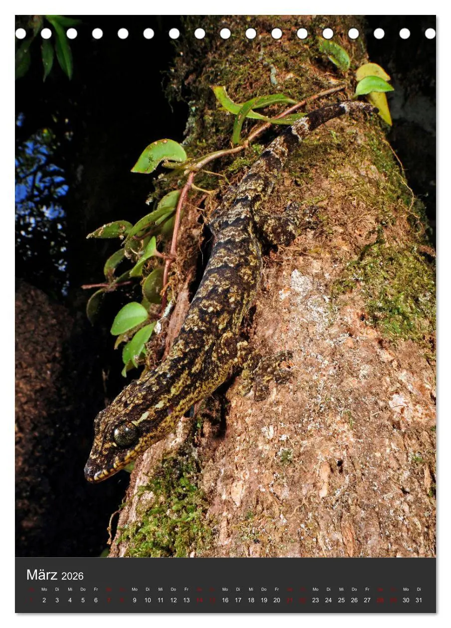 Bild: 9783516415025 | GECKOS (Tischkalender 2026 DIN A5 hoch), CALVENDO Monatskalender