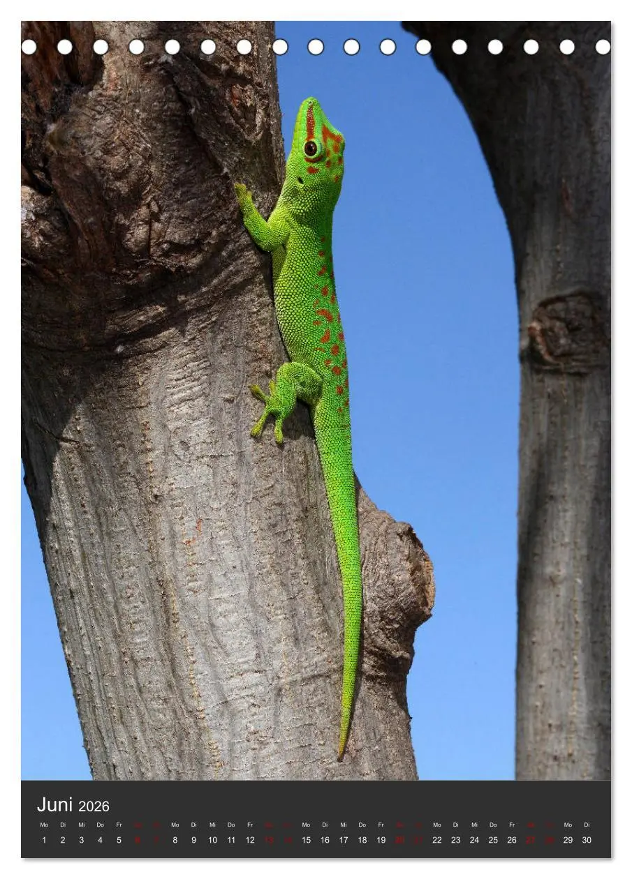 Bild: 9783516415025 | GECKOS (Tischkalender 2026 DIN A5 hoch), CALVENDO Monatskalender