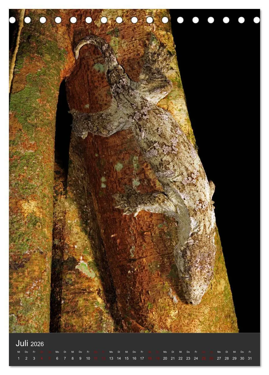Bild: 9783516415025 | GECKOS (Tischkalender 2026 DIN A5 hoch), CALVENDO Monatskalender