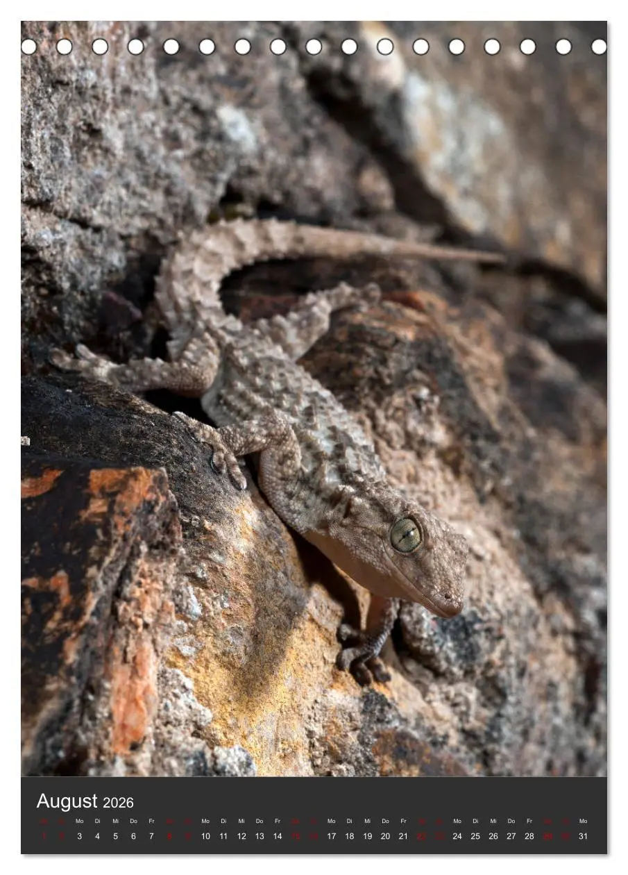 Bild: 9783516415025 | GECKOS (Tischkalender 2026 DIN A5 hoch), CALVENDO Monatskalender