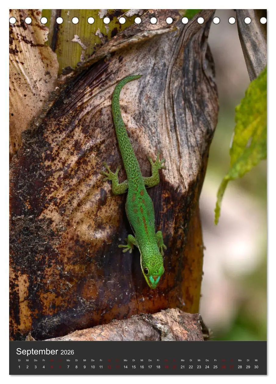 Bild: 9783516415025 | GECKOS (Tischkalender 2026 DIN A5 hoch), CALVENDO Monatskalender