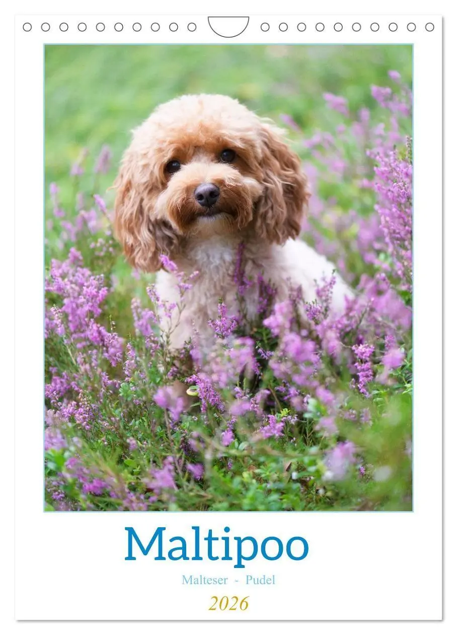Cover: 9783516655025 | Maltipoo - Malteser - Pudel 2026 (Wandkalender 2026 DIN A4 hoch),...