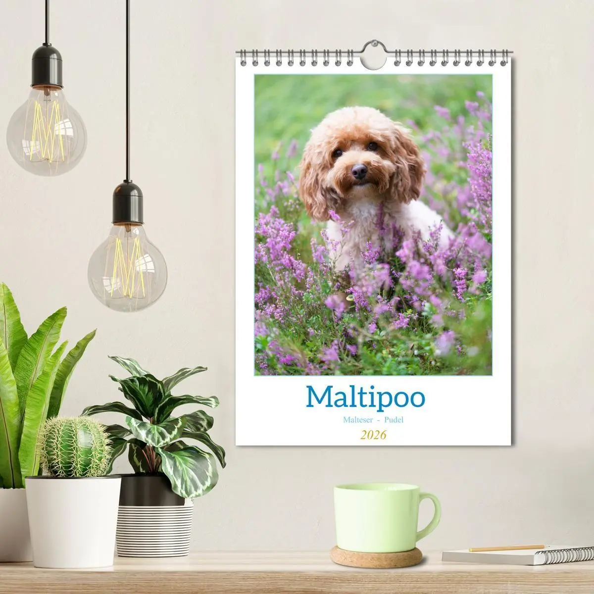 Bild: 9783516655025 | Maltipoo - Malteser - Pudel 2026 (Wandkalender 2026 DIN A4 hoch),...