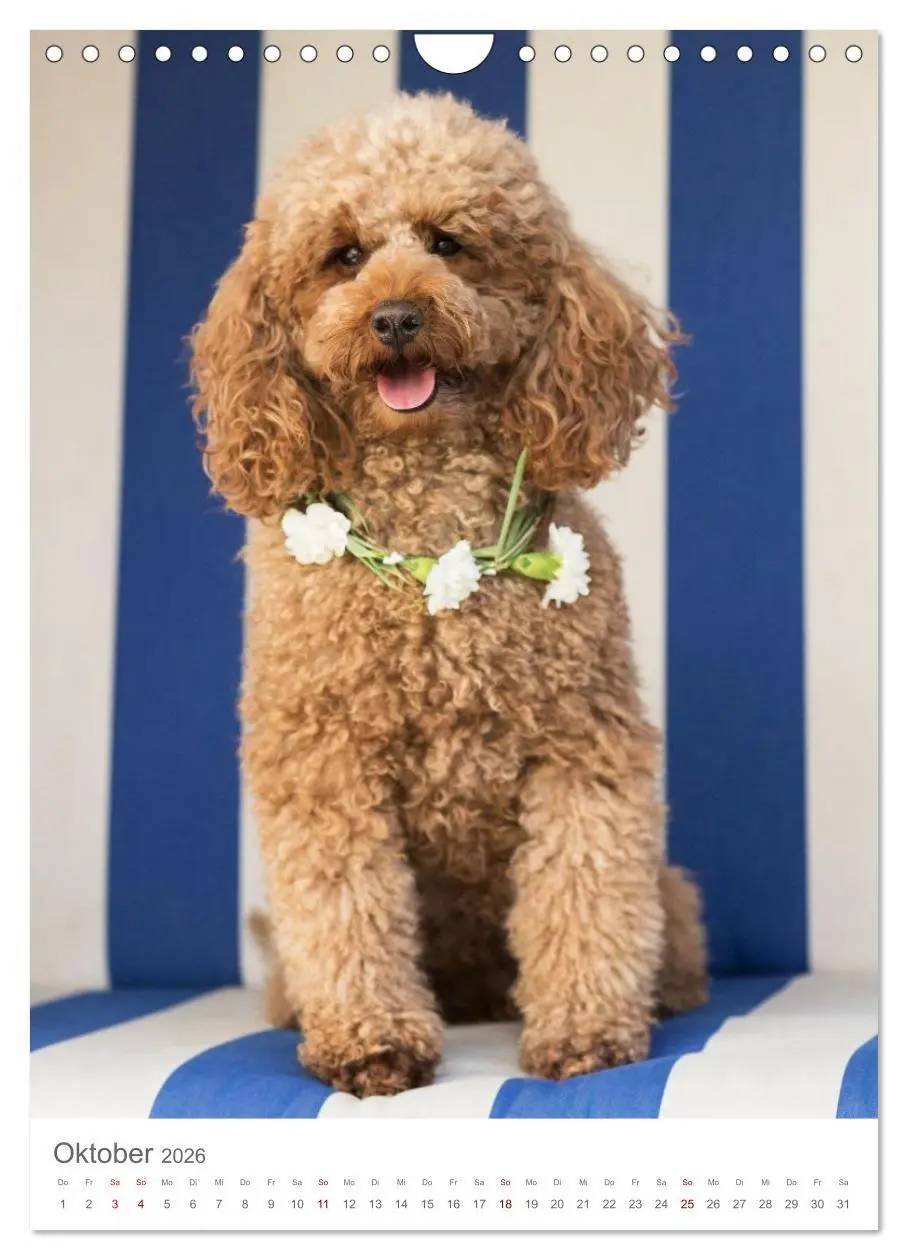 Bild: 9783516655025 | Maltipoo - Malteser - Pudel 2026 (Wandkalender 2026 DIN A4 hoch),...