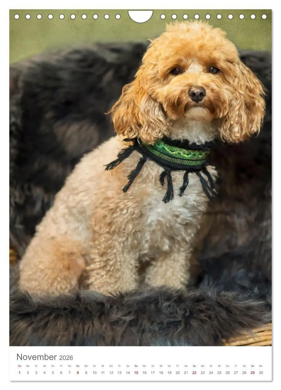 Bild: 9783516655025 | Maltipoo - Malteser - Pudel 2026 (Wandkalender 2026 DIN A4 hoch),...
