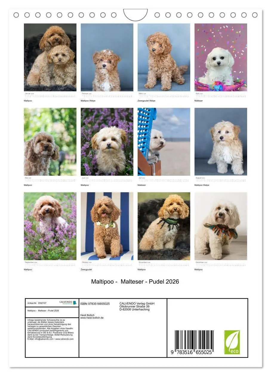 Bild: 9783516655025 | Maltipoo - Malteser - Pudel 2026 (Wandkalender 2026 DIN A4 hoch),...