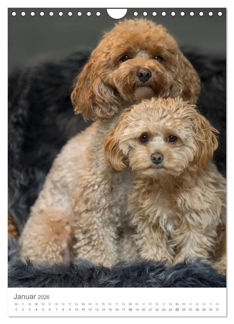 Bild: 9783516655025 | Maltipoo - Malteser - Pudel 2026 (Wandkalender 2026 DIN A4 hoch),...