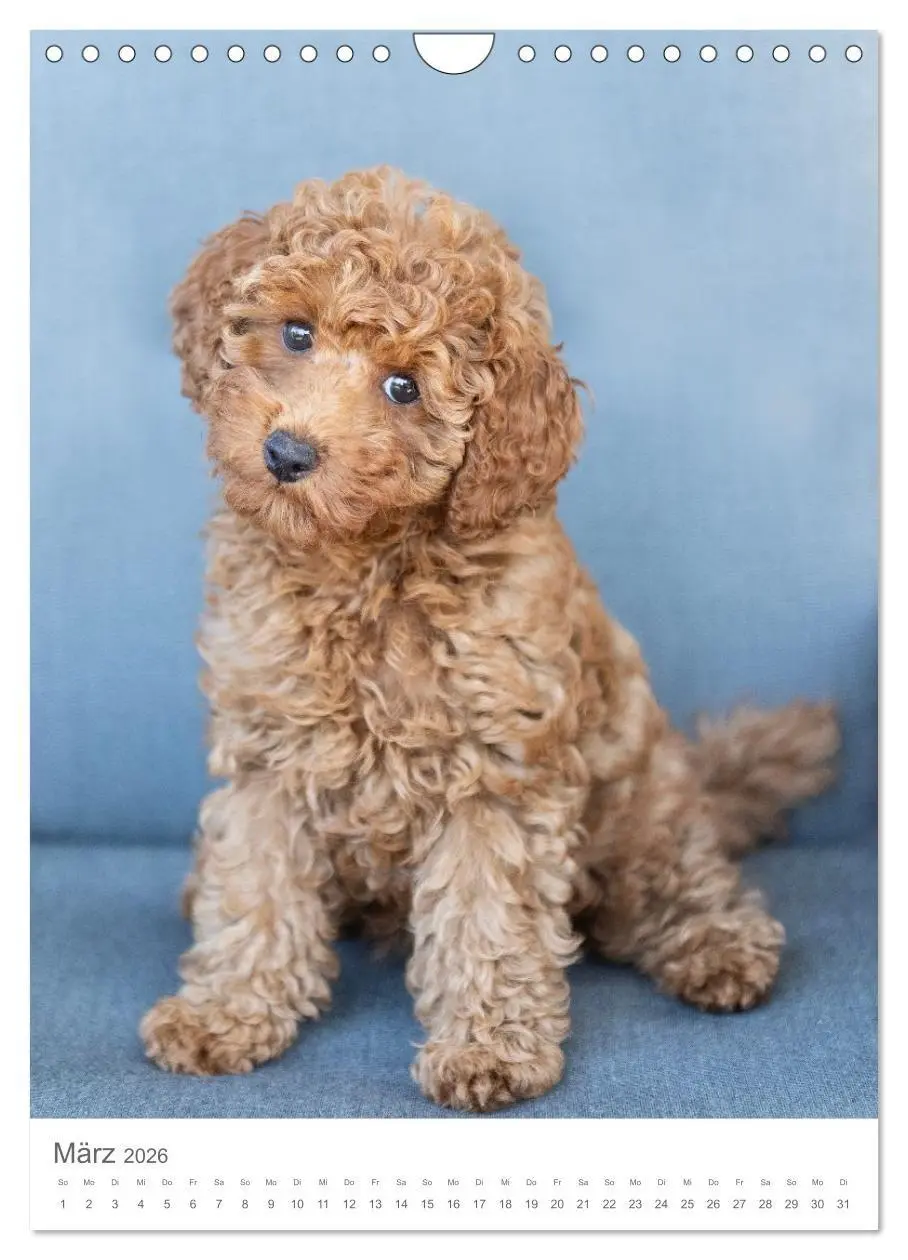 Bild: 9783516655025 | Maltipoo - Malteser - Pudel 2026 (Wandkalender 2026 DIN A4 hoch),...