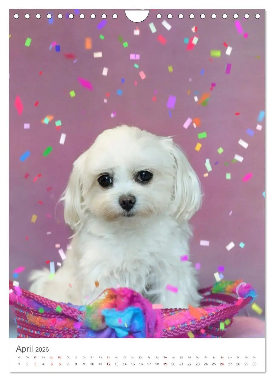 Bild: 9783516655025 | Maltipoo - Malteser - Pudel 2026 (Wandkalender 2026 DIN A4 hoch),...