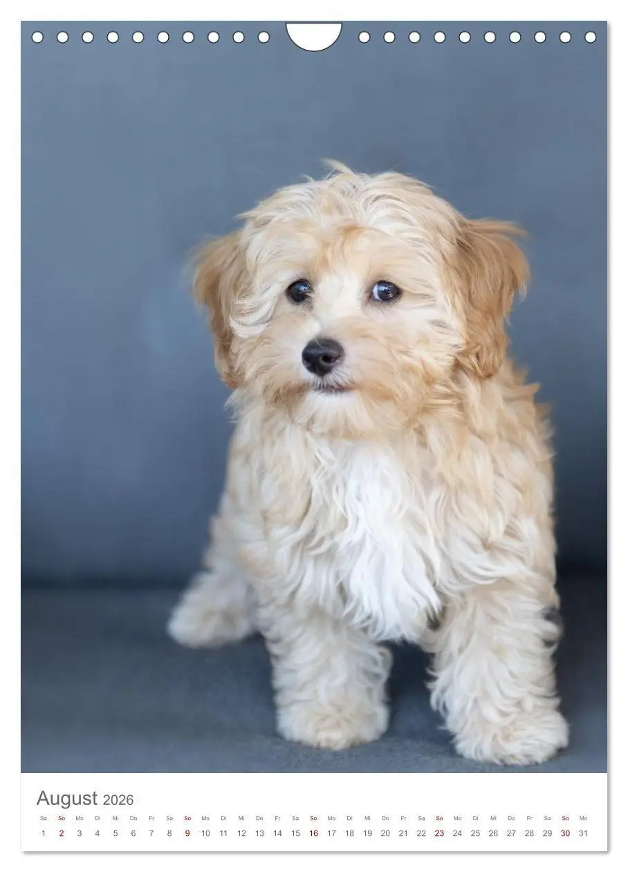 Bild: 9783516655025 | Maltipoo - Malteser - Pudel 2026 (Wandkalender 2026 DIN A4 hoch),...