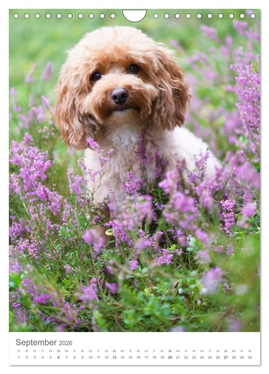 Bild: 9783516655025 | Maltipoo - Malteser - Pudel 2026 (Wandkalender 2026 DIN A4 hoch),...