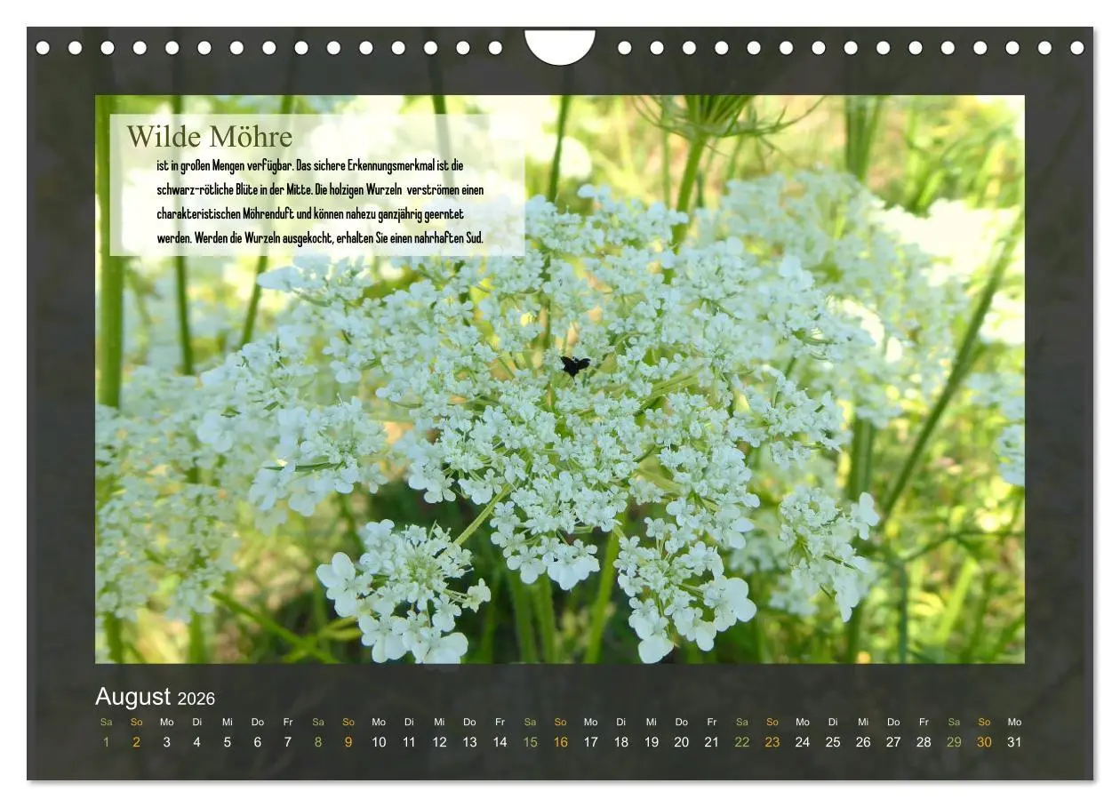 Bild: 9783457935125 | Outdoor-Survival-Kalender (Wandkalender 2026 DIN A4 quer), CALVENDO...