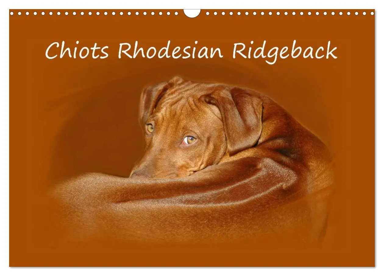 Cover: 9783516575125 | Chiots Rhodesian Ridgeback (Calendrier mural 2026 DIN A3 vertical),...