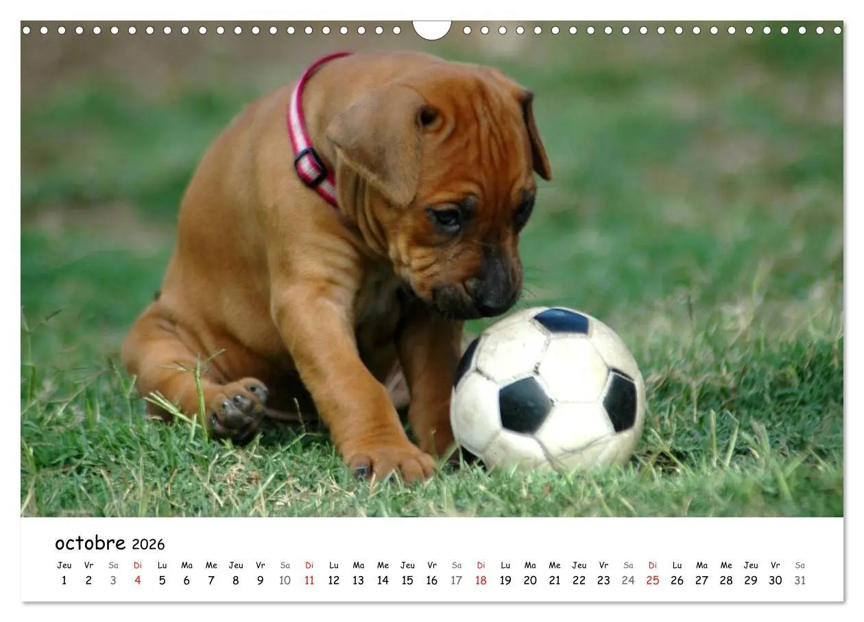 Bild: 9783516575125 | Chiots Rhodesian Ridgeback (Calendrier mural 2026 DIN A3 vertical),...