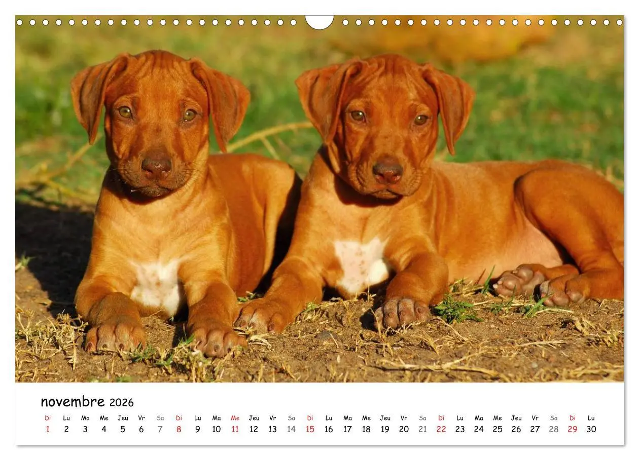 Bild: 9783516575125 | Chiots Rhodesian Ridgeback (Calendrier mural 2026 DIN A3 vertical),...