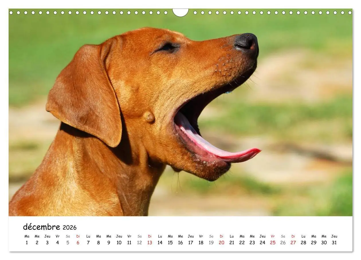 Bild: 9783516575125 | Chiots Rhodesian Ridgeback (Calendrier mural 2026 DIN A3 vertical),...