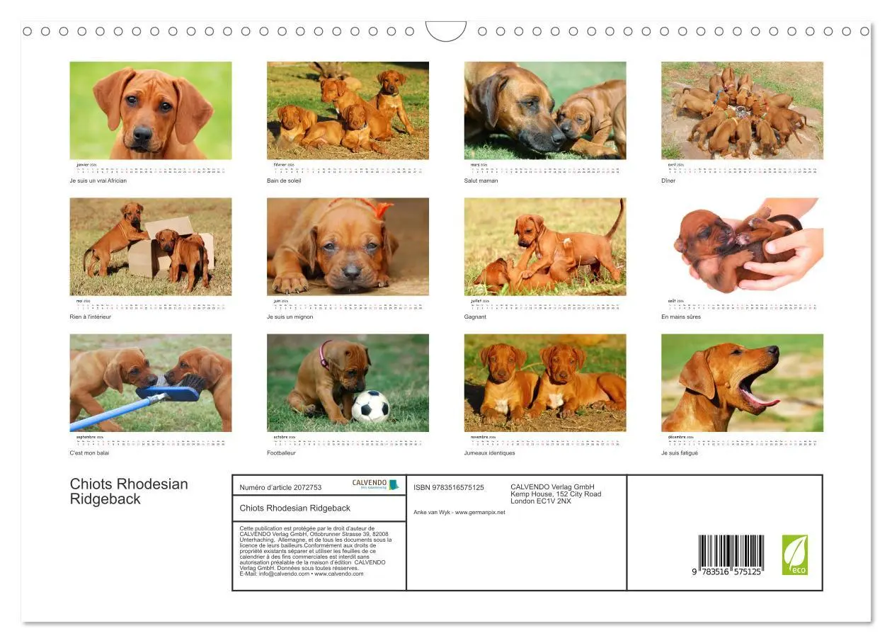 Bild: 9783516575125 | Chiots Rhodesian Ridgeback (Calendrier mural 2026 DIN A3 vertical),...