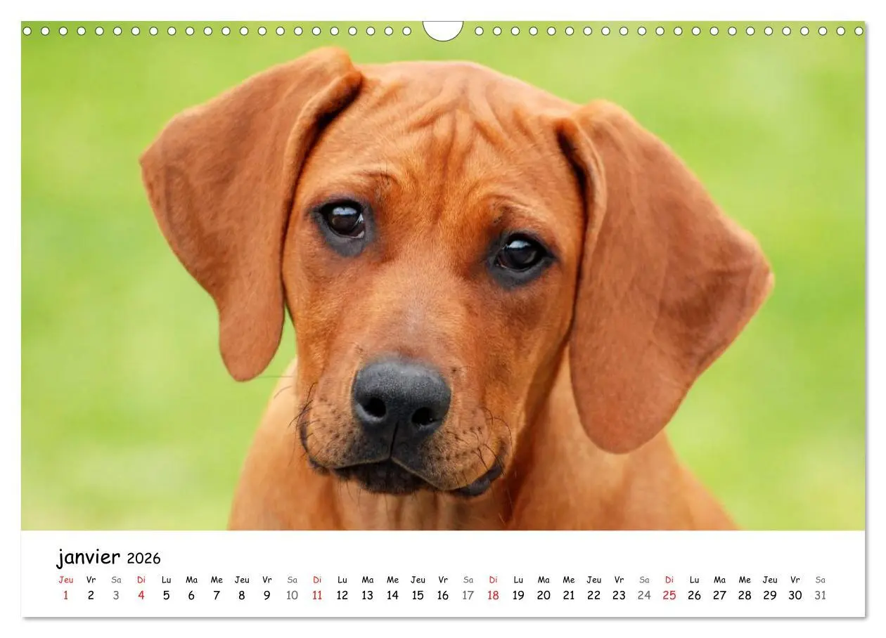 Bild: 9783516575125 | Chiots Rhodesian Ridgeback (Calendrier mural 2026 DIN A3 vertical),...