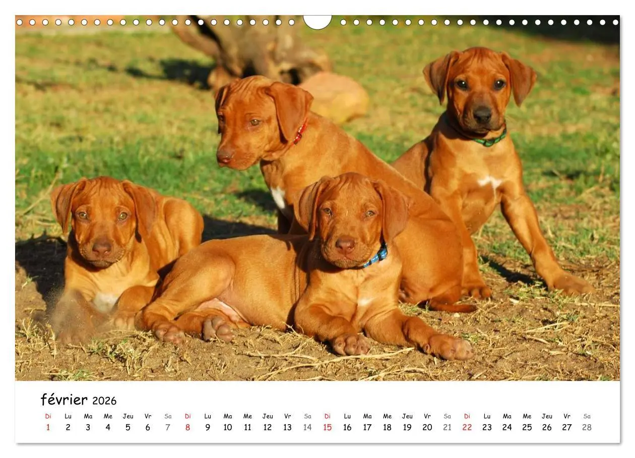 Bild: 9783516575125 | Chiots Rhodesian Ridgeback (Calendrier mural 2026 DIN A3 vertical),...