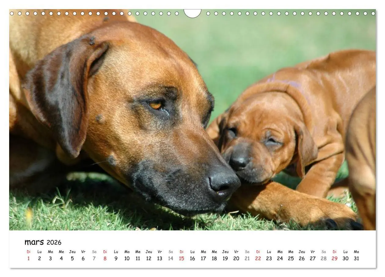 Bild: 9783516575125 | Chiots Rhodesian Ridgeback (Calendrier mural 2026 DIN A3 vertical),...
