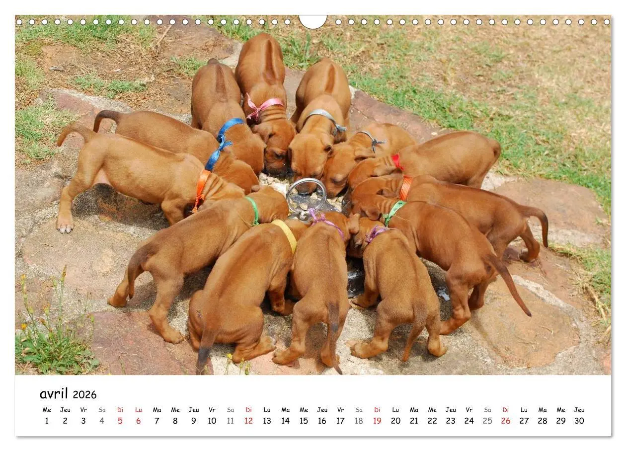 Bild: 9783516575125 | Chiots Rhodesian Ridgeback (Calendrier mural 2026 DIN A3 vertical),...