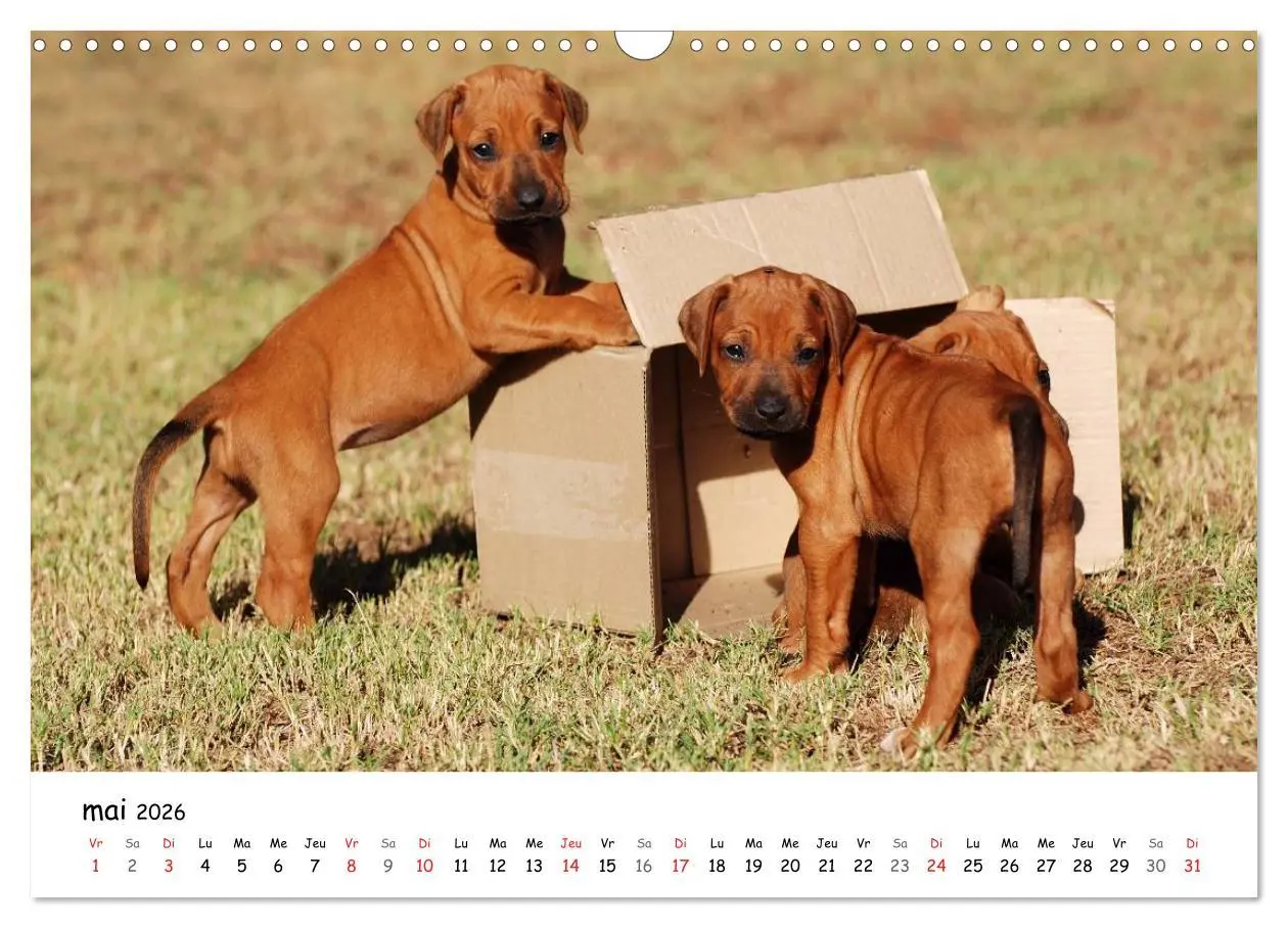 Bild: 9783516575125 | Chiots Rhodesian Ridgeback (Calendrier mural 2026 DIN A3 vertical),...