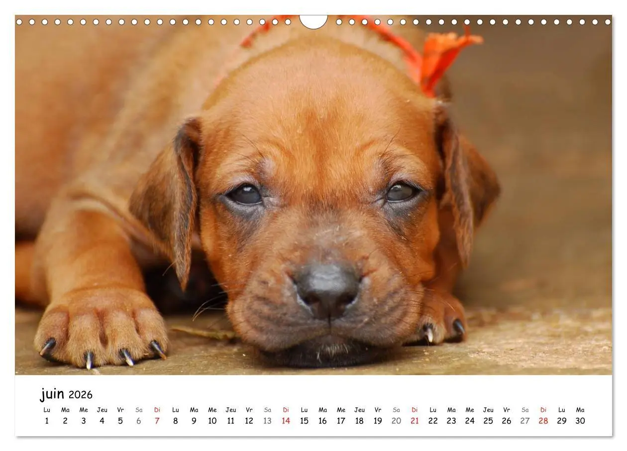 Bild: 9783516575125 | Chiots Rhodesian Ridgeback (Calendrier mural 2026 DIN A3 vertical),...
