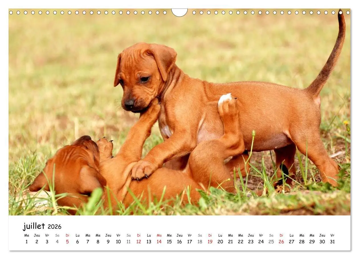 Bild: 9783516575125 | Chiots Rhodesian Ridgeback (Calendrier mural 2026 DIN A3 vertical),...