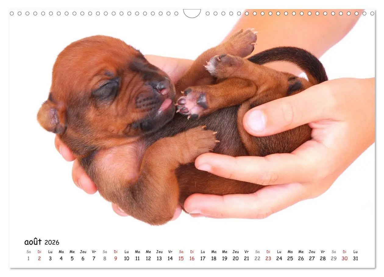 Bild: 9783516575125 | Chiots Rhodesian Ridgeback (Calendrier mural 2026 DIN A3 vertical),...