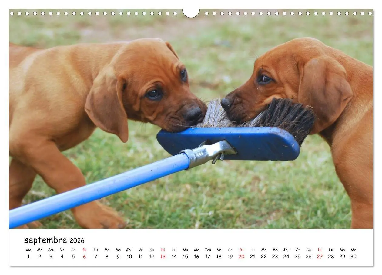 Bild: 9783516575125 | Chiots Rhodesian Ridgeback (Calendrier mural 2026 DIN A3 vertical),...