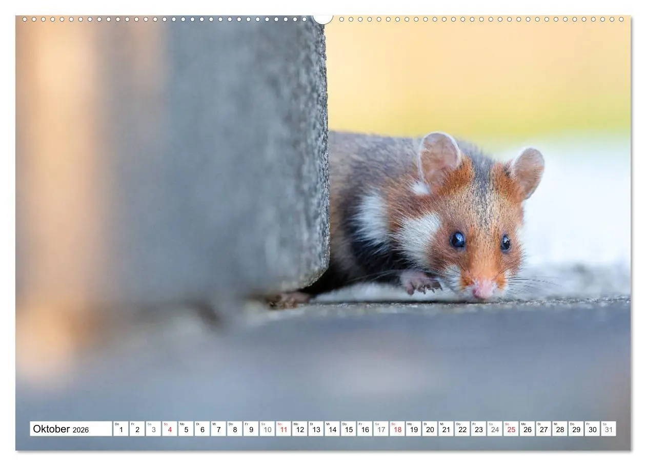 Bild: 9783457785225 | Herzige Feldhamster - farbenfrohe Nagetiere im städtischen...