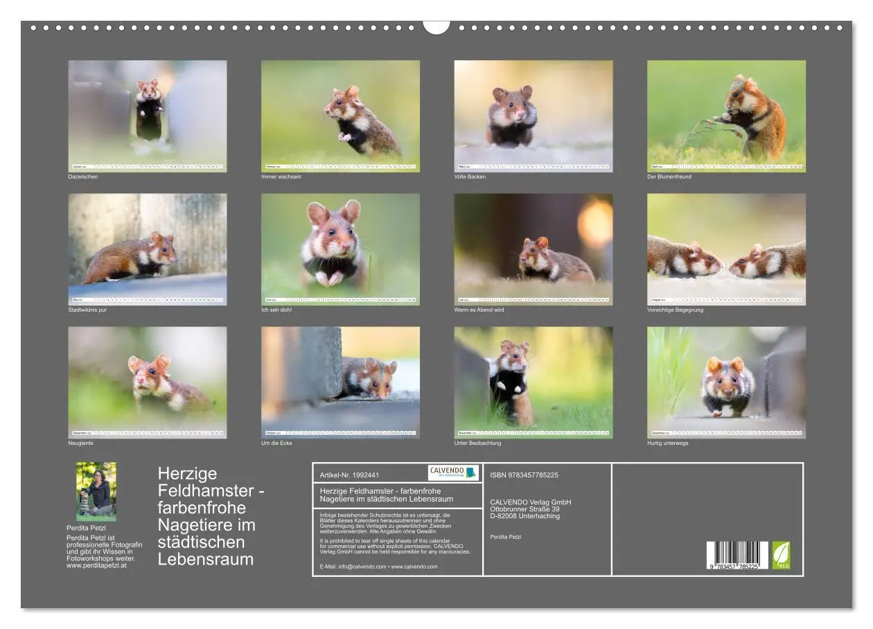 Bild: 9783457785225 | Herzige Feldhamster - farbenfrohe Nagetiere im städtischen...