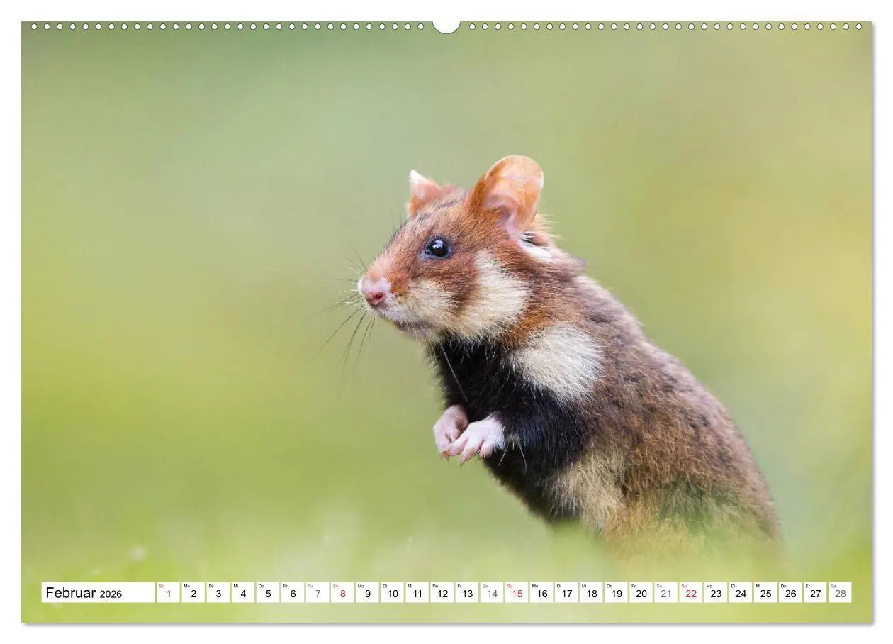 Bild: 9783457785225 | Herzige Feldhamster - farbenfrohe Nagetiere im städtischen...