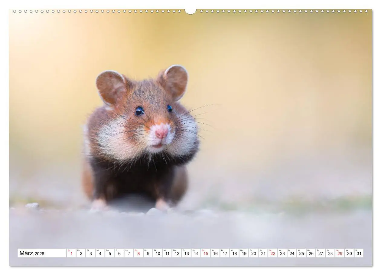 Bild: 9783457785225 | Herzige Feldhamster - farbenfrohe Nagetiere im städtischen...