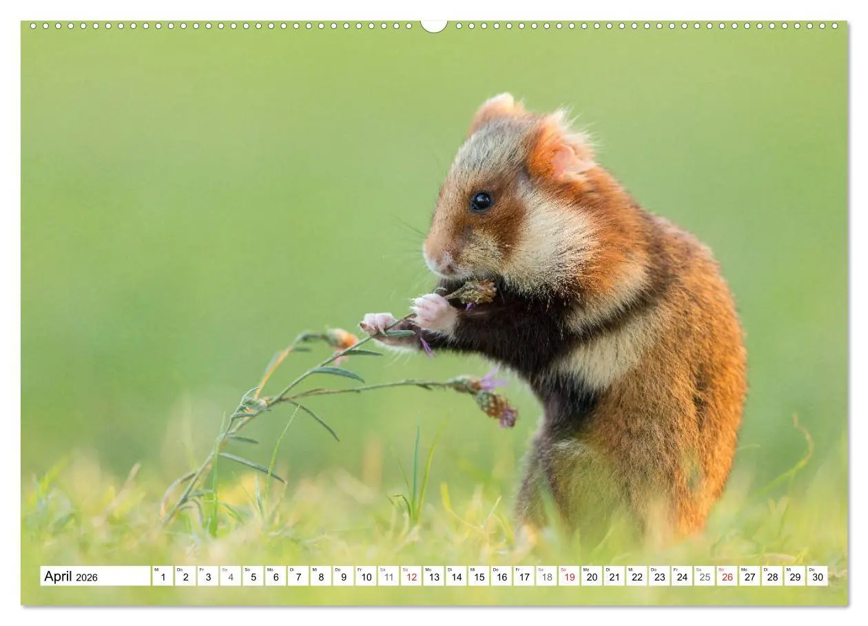 Bild: 9783457785225 | Herzige Feldhamster - farbenfrohe Nagetiere im städtischen...